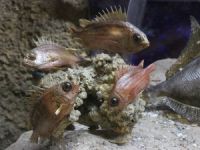 Lübnan'da Deniz Hayatı Müzesi açıldı