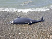 Zonguldak'ta yunusların silahla vurulmasına çifte soruşturma başlatıldı