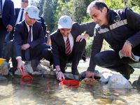 Rize'de bir milyonu aşkın alabalık derelere salınacak