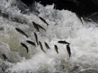 Kaçak İnci Kefali avına geniş güvenlik önlemi alındı