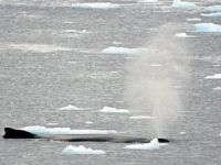 Antartika'da balina popülasyonu azalıyor