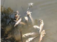 Aydın'da dinamitle balık katliamı devam ediyor