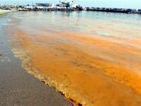 Plankton çoğaldı, Marmara Denizi turuncuya büründü