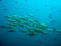 İzmit Körfezi'nde balık popülasyonu artırılacak