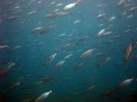 Somali'den Türk balıkçılara avlanma daveti