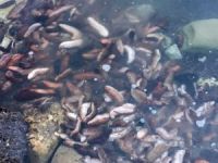 Gelibolu'da 100 kilogram deniz patlıcanı ele geçirildi