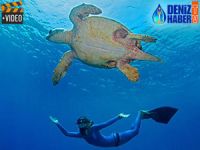 Caretta Carettaların yumurtlama dönemi başladı