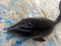 Bartın'ın Amasra İlçesi'nde ölü yunus kıyıya vurdu