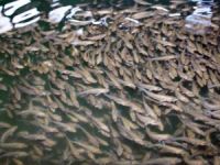 Çavdarhisar sulama barajına pullu sazan bırakıldı