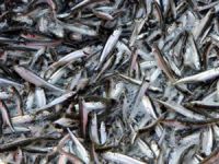 İznik Gölü'nden günde 5 ton gümüş balığı çıkarılıyor