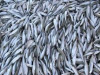 'Gümüş' Türkiye'de 1, AB'de 33 liraya alıcı buluyor