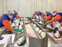 Trabzon'dan Japonya'ya somon balığı ihraç edilecek