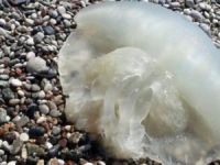 10 kilo ağırlığındaki zehirli denizanası sahile vurdu