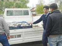 Zabıta ekiplerinden kaçak "İnci Kefali" operasyonu