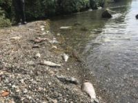 İznik Gölü'nde toplu balık ölümleriyle ilgili inceleme başlatıldı