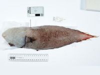 Yüzsüz balık 150 yıl sonra ortaya çıktı