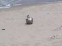 Şile'de karaya vuran cismin "deniz altı mayın tetikleyici" olduğu açıklandı