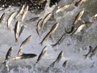 İnci kefali'nin tatlı sulara göçü devam ediyor