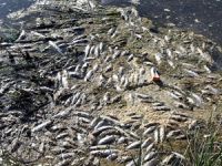 Van'da binlerce balık kıyıya vurdu