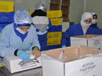 Rusya'ya 500 ton dondurulmuş alabalık ihraç edilecek