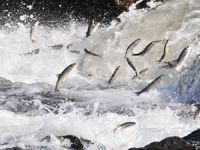 İnci Kefali'nin yolculuğu kayıt altına alınıyor