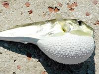 Balon balığı için Japonya'dan uzman gelecek