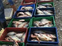 Beydağ Baraj Gölü'ne binlerce yavru balık bırakılacak