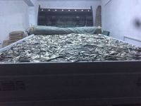 Van'da kaçak avlanmış 4 ton balık ele geçirildi