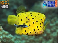 Türkiye'de ilk kez Antalya'da Sarı Kutu balığı görüldü