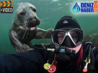 Scilly Adaları açıklarında fok ile dalgıcın sevimli anları