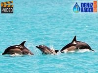 İstanbul Boğazı'nda yunus sürprizi