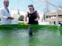 Akdeniz Üniversitesi akuaponik sistemiyle balık ve sebze üretti