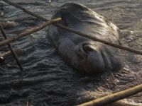 Hatay'da İspermeçet Kaşolot türü balina kıyıya vurdu