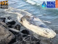 Hatay'da beyaz balina kıyıya vurdu