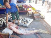 2 metre boyunda olan 'yayın balığı'nın kilosu 20 TL'den satılıyor