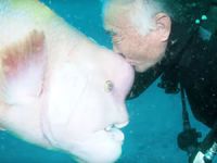 Balık dostu 'Yorko' için yıllardır dalış yapıyor