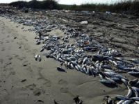 Bursa'da binlerce ölü balık karaya vurdu