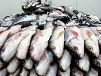 Denizli’den Rusya’ya 6 bin ton balık ihracatı yapıldı