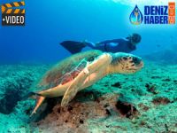 Muğla'da Caretta Carettalarla dalış keyfi