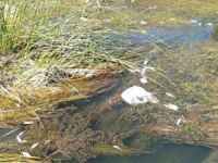 Küfi Çayı'nda toplu balık ölümleri yaşanıyor