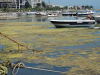 Samsun Kurupelit Yat Limanı temizlenmeye başladı