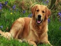 Petshoplarda Evcil Hayvan Satışı Yasaklandı Mı?