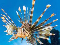 Denize girenler bu balığa çok dikkat etmeli