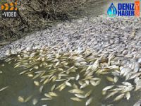 Tekirdağ'da toplu balık ölümleri yaşandı