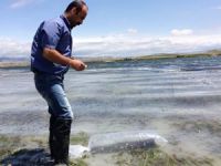 Amasya’da 4 gölete 35 bin sazan yavrusu bırakıldı