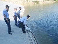 Kula'da gölete 5 bin yavru sazan balığı bırakıldı