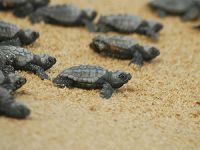 Dünyaca ünlü sahilde caretta caretta yuvaları yarıya düştü