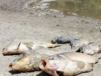 Oğulbağı Göleti'nde yüzlerce balık oksijensizlikten öldü