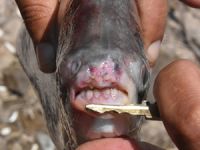 Kızılırmak'ta 'PİRANA' alarmı! 15 gün arayla ikinci kez yakalandı