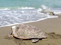 Tedavi edilen deniz kaplumbağaları denize bırakıldı